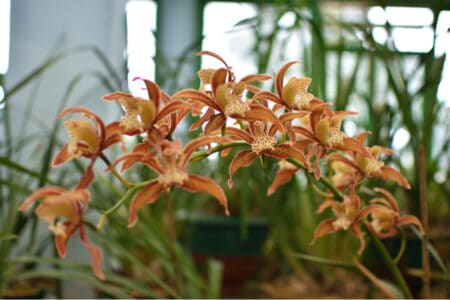 7 Cymbidium Orchids to Consider Growing