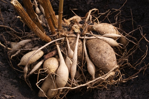 The tubers of a dahlia plant exposed on a soil before planting