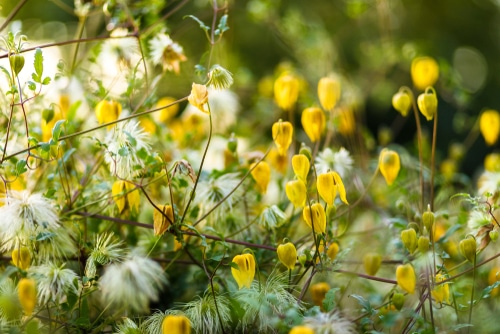 dainty yellow bill mackenzie flowers