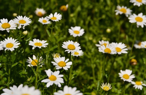 chamomile daisies blooming in the garden