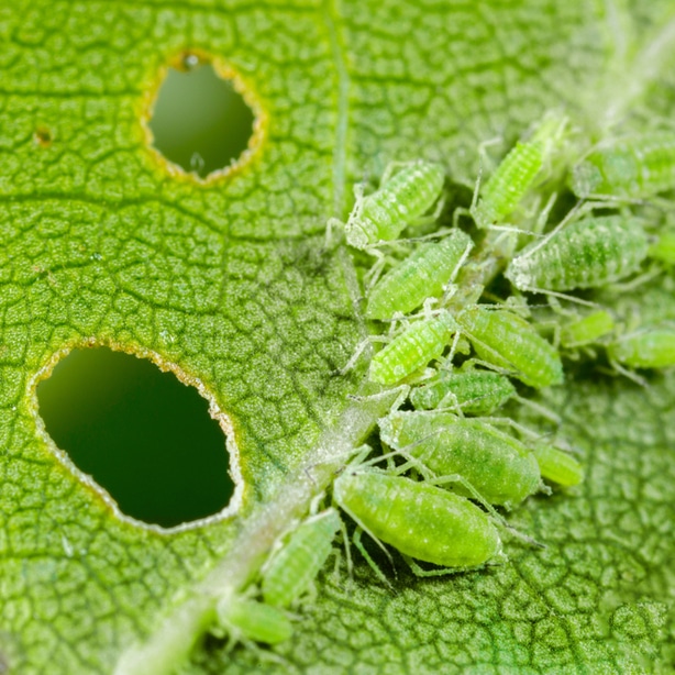 A hallmark signs of aphids is leaf damage