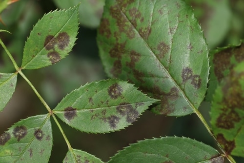black spots on the leaves of a rose plant