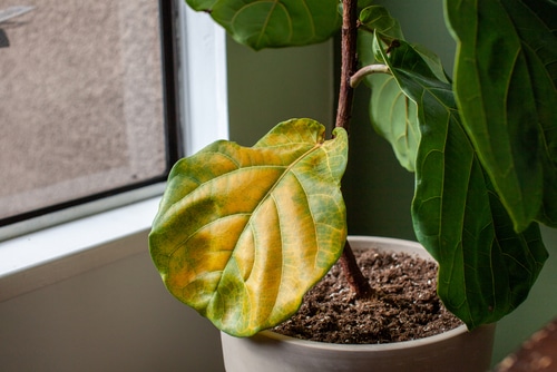 A weary houseplant with one leaf turning yellow.