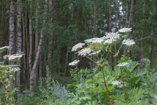 A dangerous hogweed plant grown in the forest