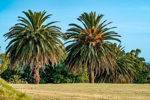 Canary island date palm tree