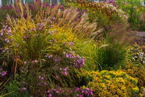 Daylilies and fall flowers in a landscape garden