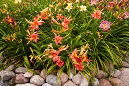Colorful daylilies in the garden
