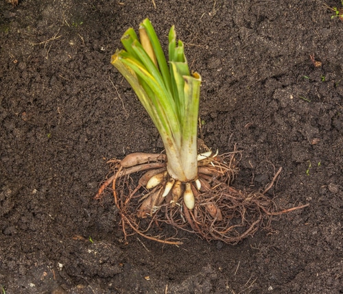 Buds of a daylily plant in a soil ready for planting