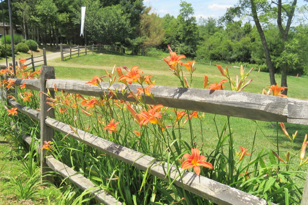 Orange daylilies growing along the fence