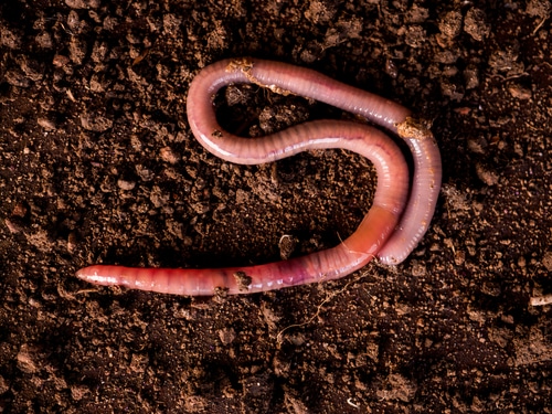 dead red earth worm