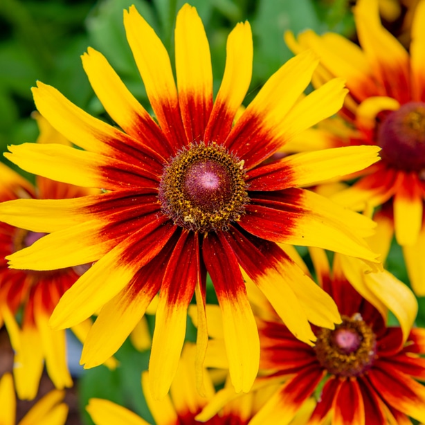 The Denver Daisy rudbeckia is known for its sunburst pattern of appearance