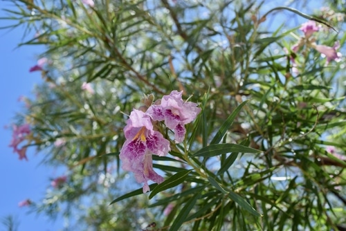 Desert willow blossoming pink flowers during summer