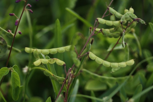 desmodium canadense desmodium canadense fruiting plant