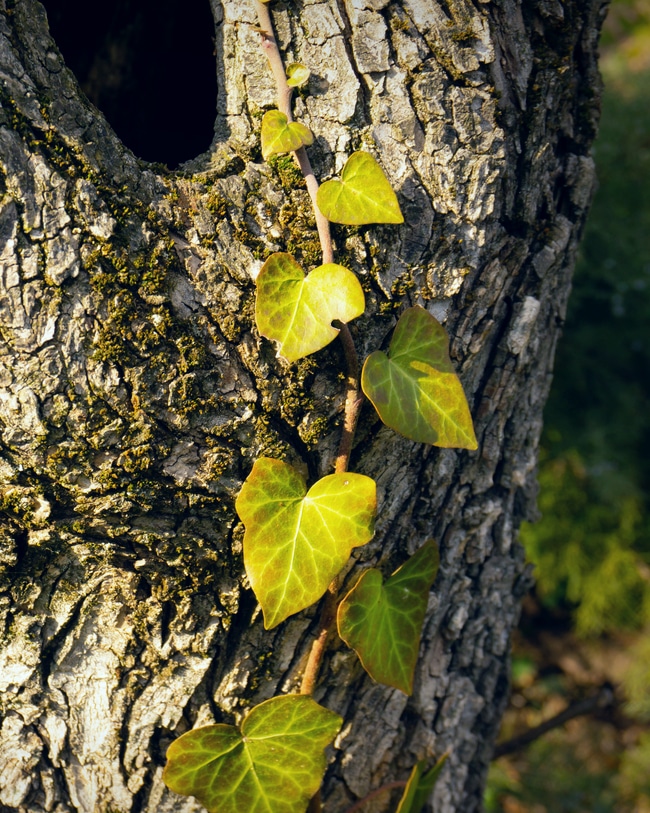 A devil's ivy plant is seen naturally growing up a tree