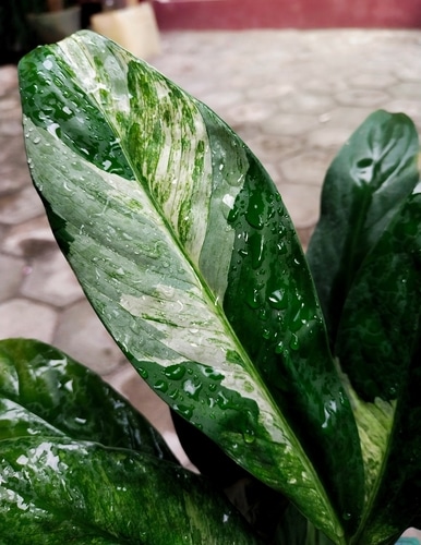 diamond varigata wet leaves of a diamond varigata plant