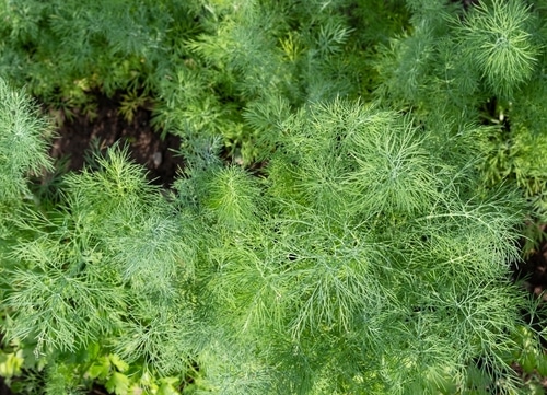 green thin leaves of dill plants