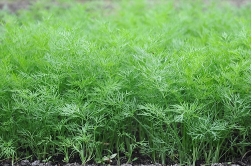 growing dill plant in the yard