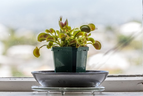 A dionaea flytrap plant near the window