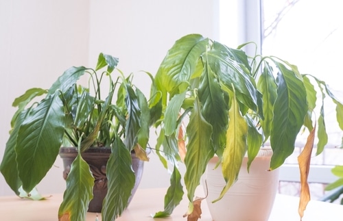 wilting and diseased indoor plants