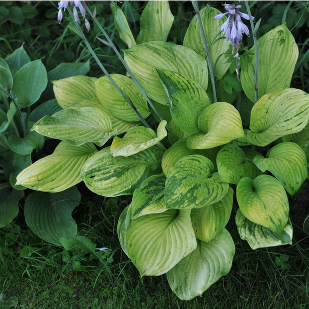 Diseases and viruses can infect hostas such as the virus x