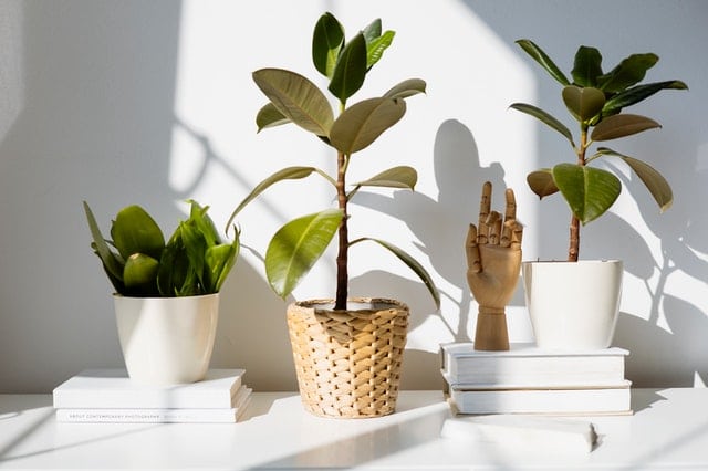 Indoor plants as decorative items.