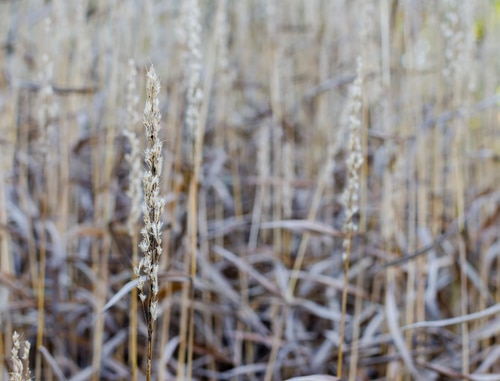 dried grass dried autumn grass in the field
