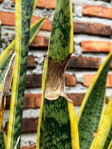 A snake plant with a a part of its leaf that is dried
