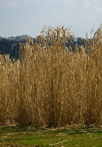 Tall grasses in an open field starting to dried under the heat of the sun