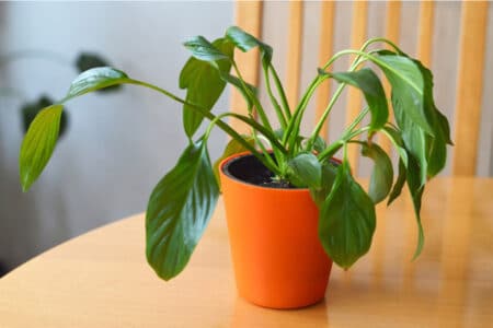 Peace Lily Plant Drooping