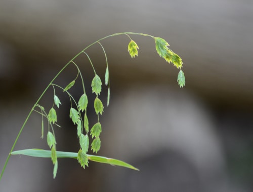 A closeup picture of the leaves of a drooping plant
