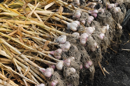 freshly dug garlics from the farm