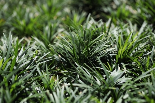 dwarf lilyturf dwarf lilyturf grass thick bushes