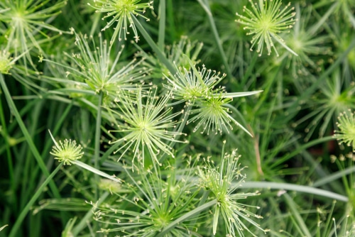 thin stems of a dwarf papyrus grass
