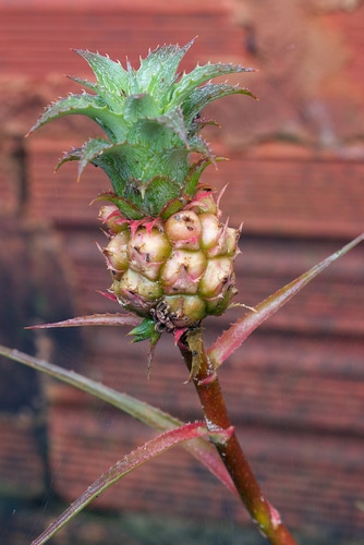 A decorative dwarf pineapple plant in the garden