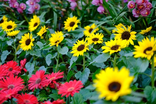 variety colors of sunflower in garden