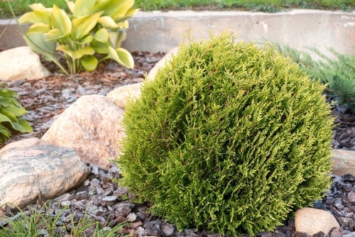 dwarf thuja occidentalis a dwarf thuja occidentalis bush in the garden