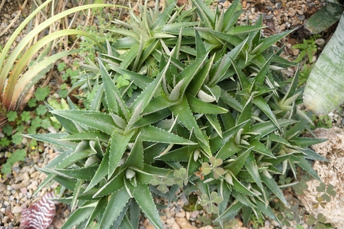 small and spikey leaves of a dyckia plant