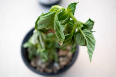 Wilting Basil: What Causes It and What to Do About It?
