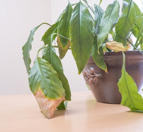 A houseplant with some of its leaves showing signs of death