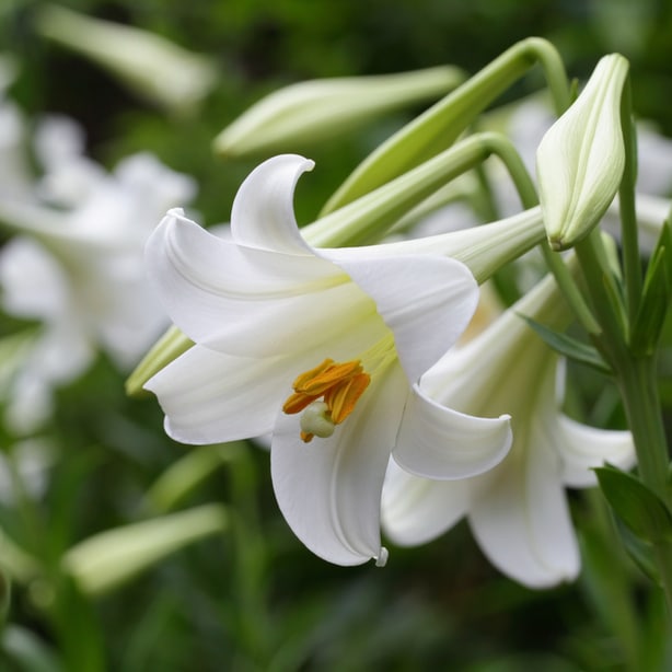 An easter lily with beautiful white petals
