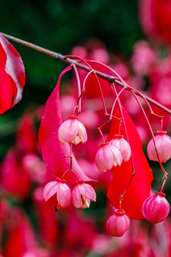 eastern wahoo beautiful pink flowers starting to bloom
