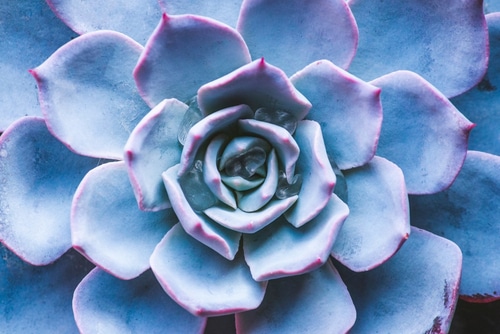 echeveria afterglow thick petals of beautiful echeveria afterglow