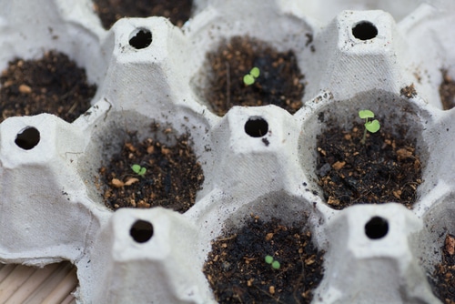 planting seedlings on an egg carton