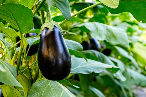 a healthy eggplant plant