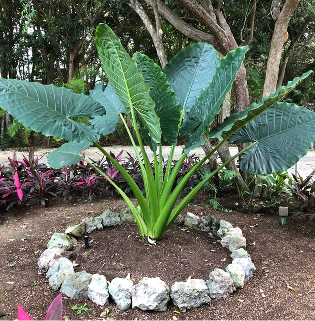 Elephant ears can look beautiful outdoors with proper design and care