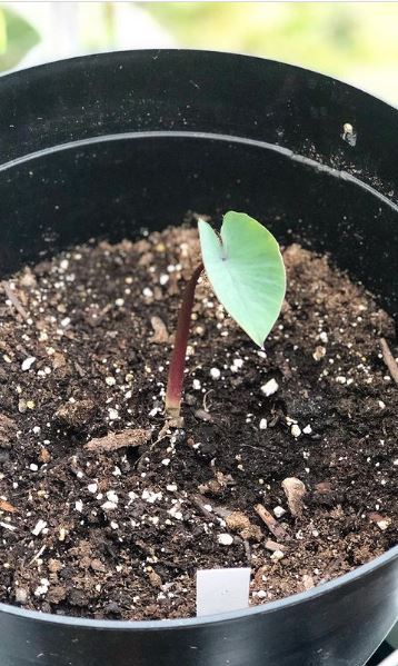 Elephant ear sprouting out of the soil