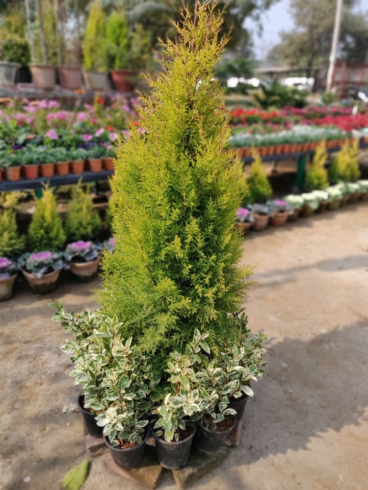 Emerald green evergreen tree are one of the most popular