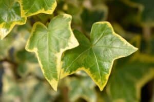 healthy leaves of an english ivy goldchild