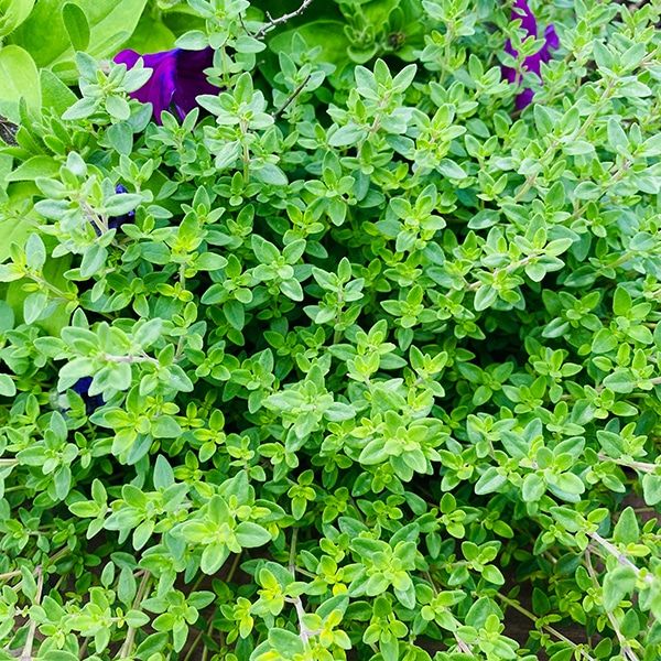 English thyme is an herb that can survive in a shade garden