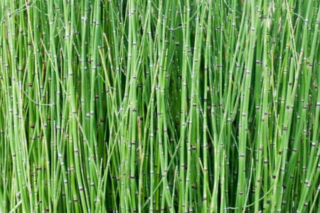 Equisetum Hyemale: Scouring Rush Horsetail Information and Care
